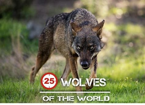 The 25 Wolves of the World | HubPages