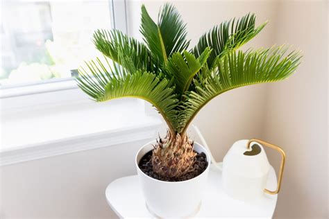 Sago Palm: Plant Care & Growing Guide