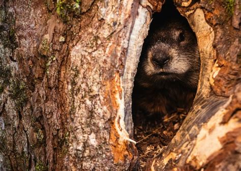 Why Groundhogs Really Hibernate (It’s Not Just to Predict Six More ...