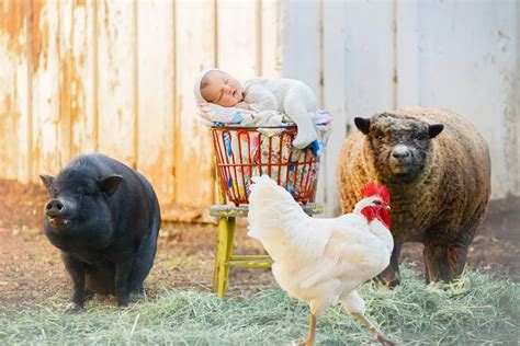 A Newborn Photoshoot with Farm Animals