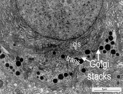 De Histology Golgi Complex Golgi Apparatus