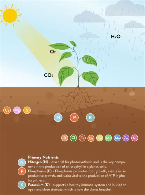 Here are the best nutrients for cannabis for high yield