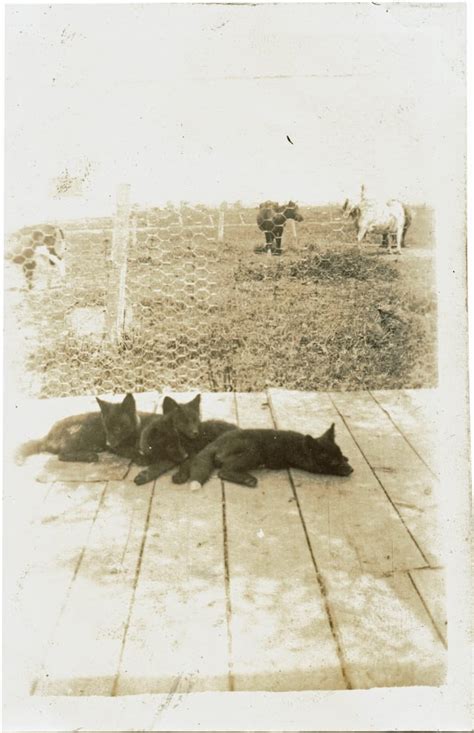 Old photo of four black phase red fox cubs relaxing : r/foxes