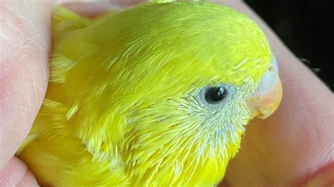 US animal shelter shocked after 800 parakeets handed over - BBC News