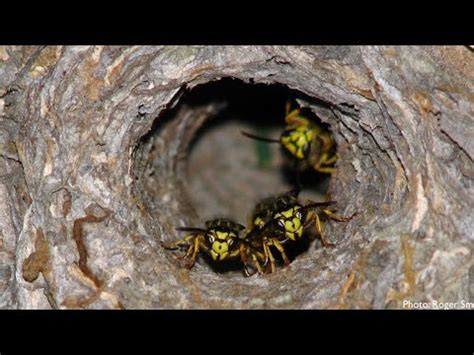 Massive Yellow Jacket Nest Removal From Soffit Of House - YouTube