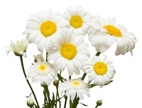 Daisy Flower Meaning In Tamil Language - Home Alqu