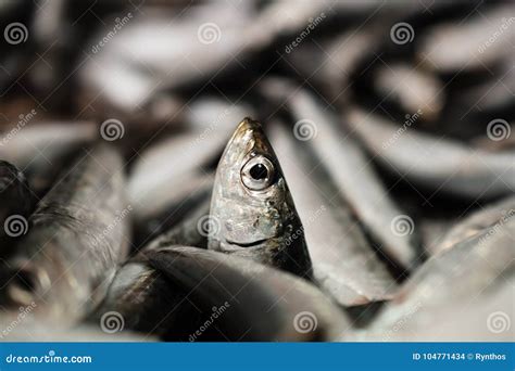 Close-Up of One European Sardine or Sardina Pilchardus in a Larger Pile of Freshly Caught ...