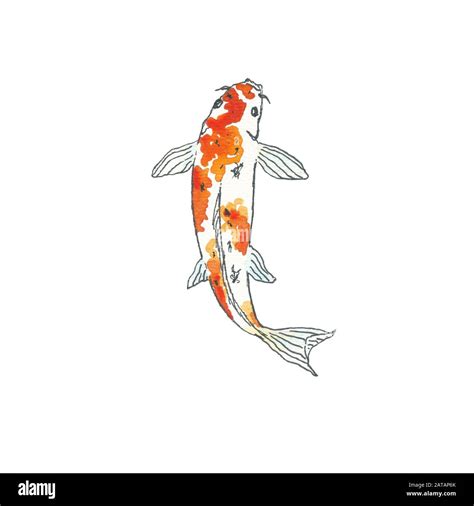 Koi fish. Hand drawing sketch. Black outline on white background. Watercolor illustration can be ...