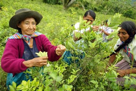 Let them grow coke – Peru stops destroying coca fields | The Times