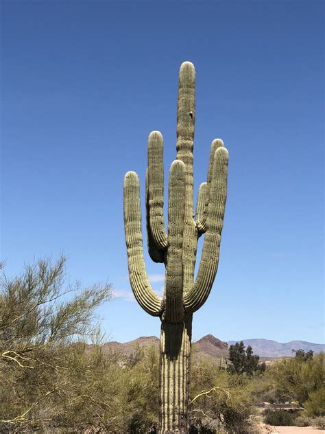 Cactus Arizona | Cactus garden, Cactus types, Cactus plants