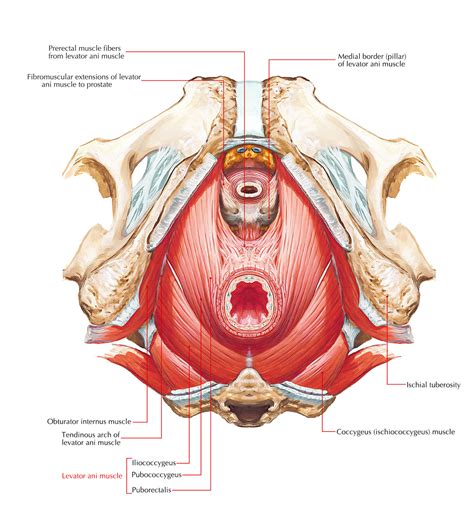 Understanding the Pelvic Floor Muscles and Pelvic Pain - Somatic ...