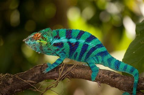 Move Over, Camouflage. Here Comes Artificial Chameleon Skin - JSTOR Daily