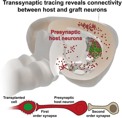 Transsynaptic tracing and its emerging use to assess graft ...