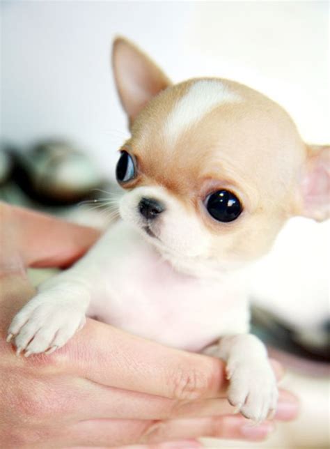 Affectionate Chihuahua Puppies for Adoption in Buffalo, NY