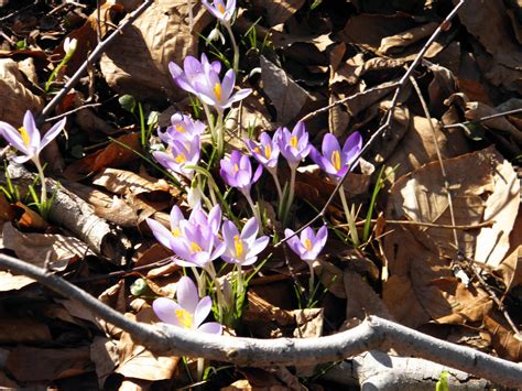 Snowdrops & Crocuses