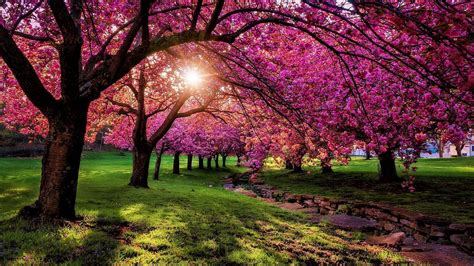 Stunning sceneries never seen before Cherry Tree, Cherry Blossom ...