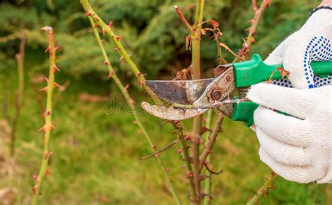 Pruning Rose Bushes in Spring. Garden Work Stock Photo - Image of hobby, woman: 245743290