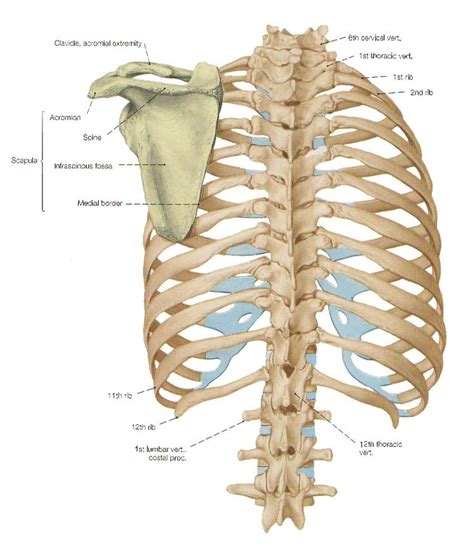 The Bones of the Thorax - the rib cage | Anatomy bones, Body anatomy ...