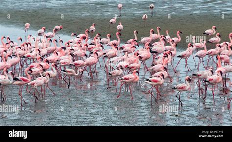 Flamingos, Walvis Bay, Erongo Region, Namibia Stock Photo - Alamy