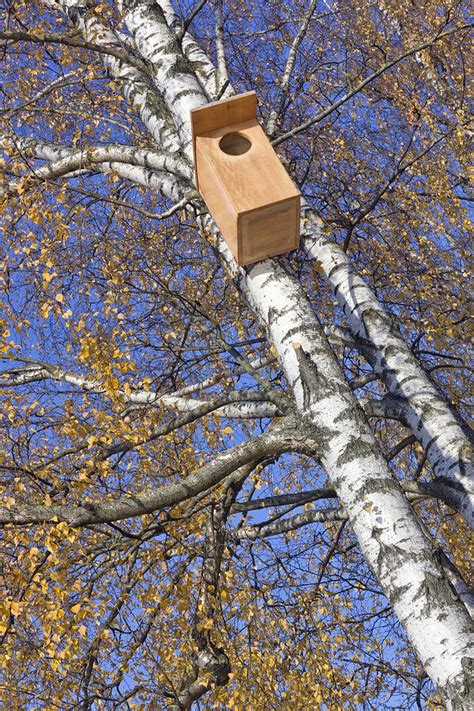 Starling Birdhouse Photograph by Aleksandr Volkov | Fine Art America