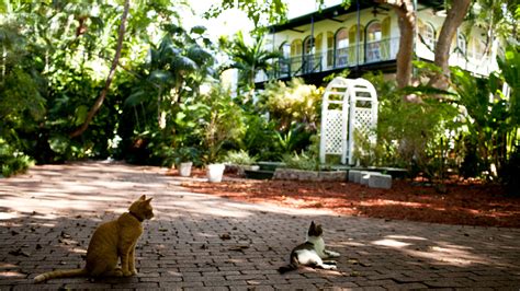 Hemingway’s Six-Toed Cats Ride Out Hurricane Irma in Key West - The New ...