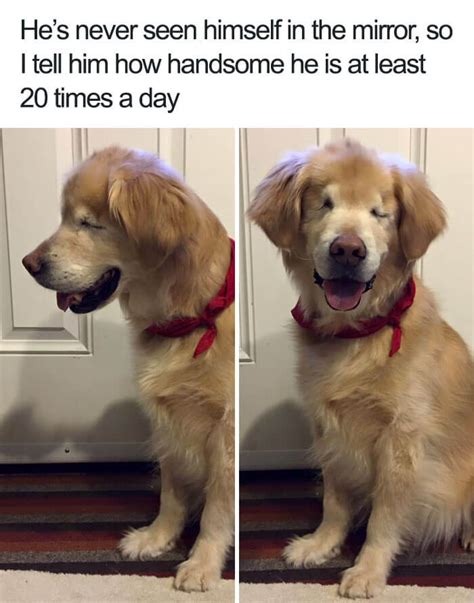 30 Adorable Dog Memes That Will Make Your Day!