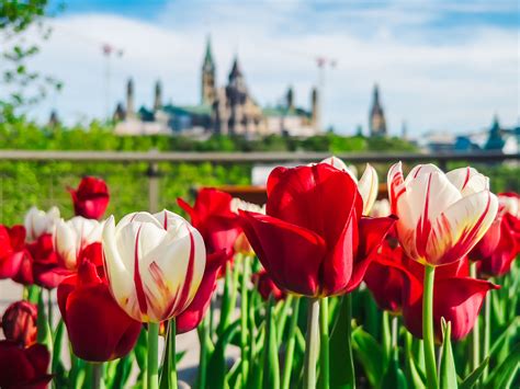 The Ultimate Guide To The Canadian Tulip Festival in Ottawa In 2024 - The Planet D