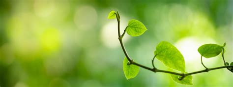 Closeup of beautiful nature view green leaf on blurred greenery ...