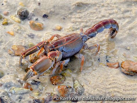 tHE tiDE cHAsER: Mud Lobsters & Mud Shrimps (Phylum Arthropoda ...