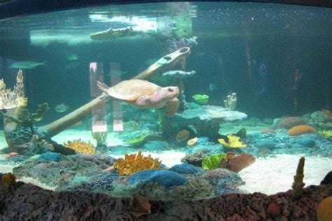 Freshwater Giants on Display at Phoenix's Wildlife World Zoo