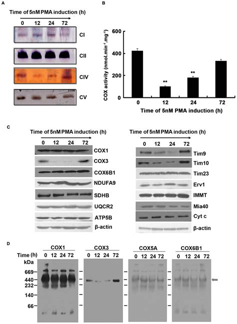 PMA induced K562 cells differentiation reduced the activity of ...