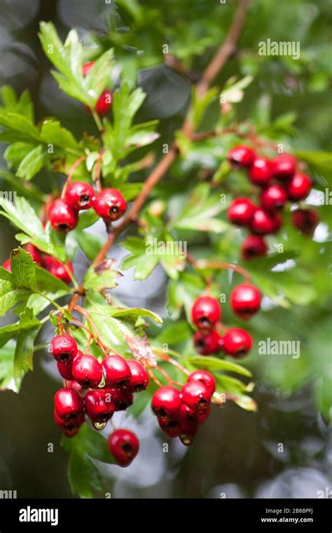 Hawthorn Tree with Berries Stock Photo - Alamy