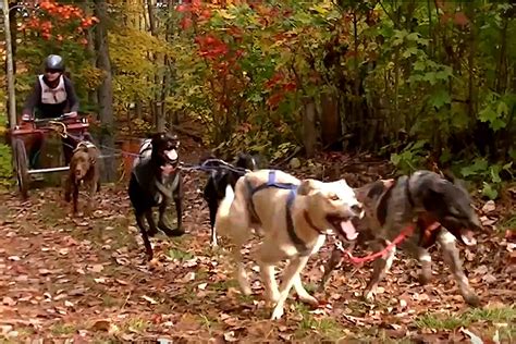 Sled Dog Training Runs Event To Be Held At Leonard's Mill