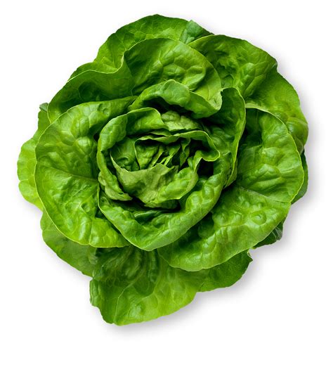 Butter Lettuce | What is Butter Lettuce? | Nutrition Info & Pictures