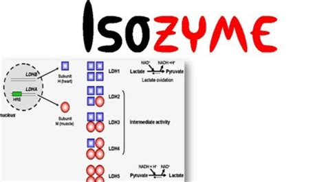 ISOENZYMES and their clinical importance (MBBS & MLT) - YouTube