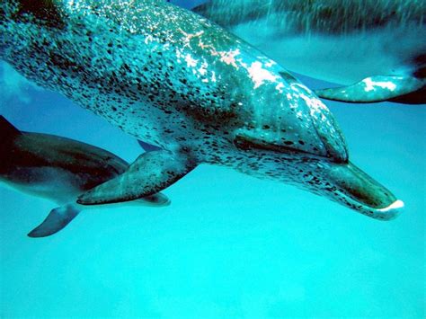 Atlantic Spotted Dolphin – "OCEAN TREASURES" Memorial Library