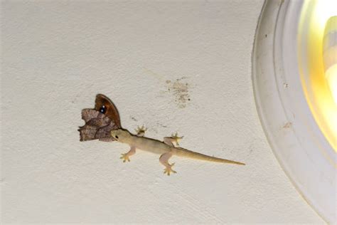 Common House Gecko Facts and Pictures