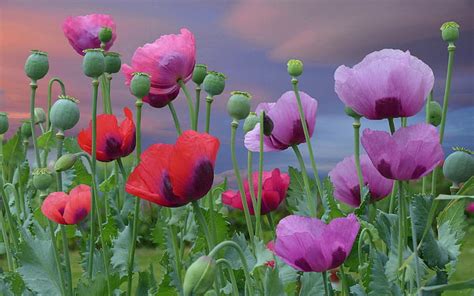 HD wallpaper: Sky, clouds, flower fields, meadow, red poppies ...