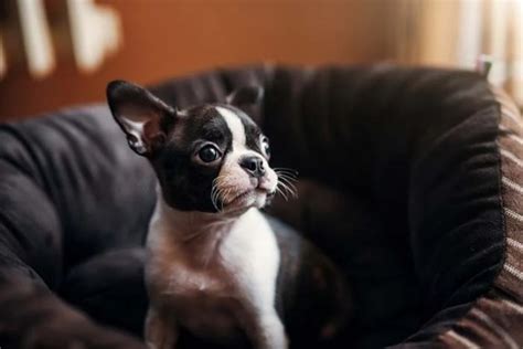 25 Best Dog Breeds for Small Apartments (And Urban City Living)