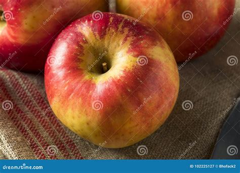 Raw Red Organic Sweet Tango Gala Apples Stock Image - Image of nutrition, group: 102225127