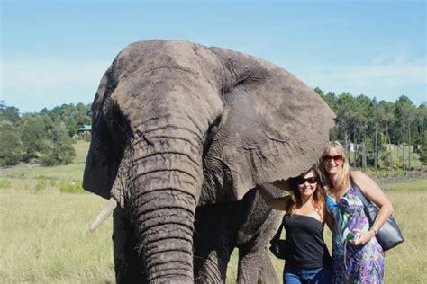 Knysna Elephant Park - Knysna Lodge