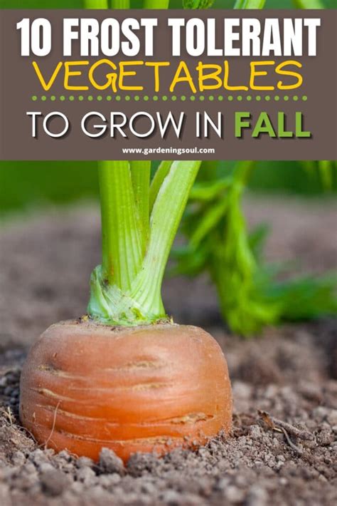 10 Frost Tolerant Vegetables To Grow In Fall