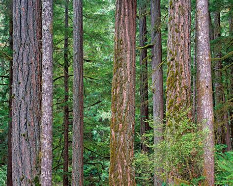 Quiet Forest | Olympic NP, WA | Fine Landscape and Nature Photography by Stephen G. Weaver