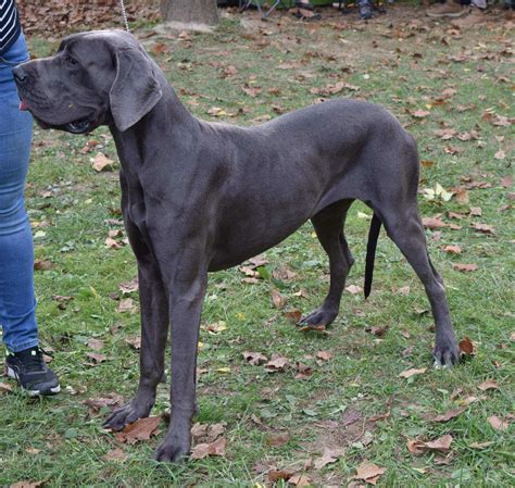 Great Dane Information & Dog Breed Facts | Dogell.com