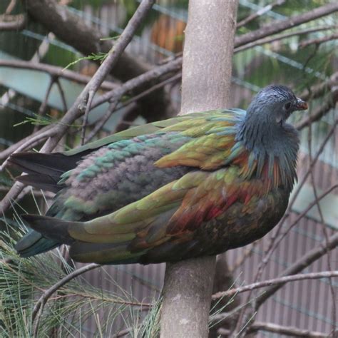 Nicobar Pigeon - ZooChat