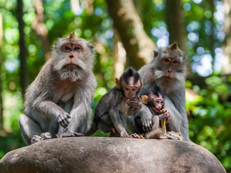 Bali Indonesia Animals : Exotic Asian Animals Cute Monkeys Family Wildlife Bali Indonesia Stock ...