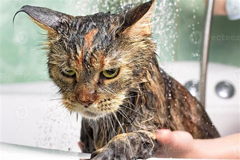 Cat bath. wet cat 8173453 Stock Photo at Vecteezy