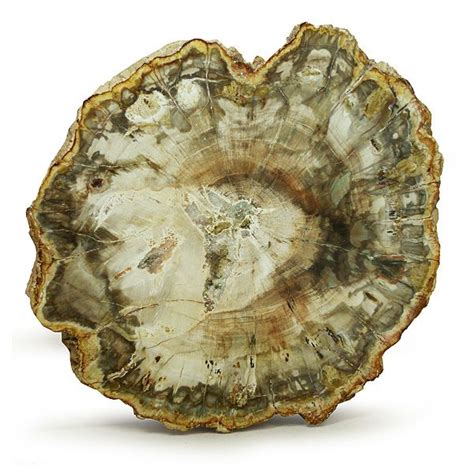 Fossil Petrified Wood | Petrified & Fossilized | Pinterest