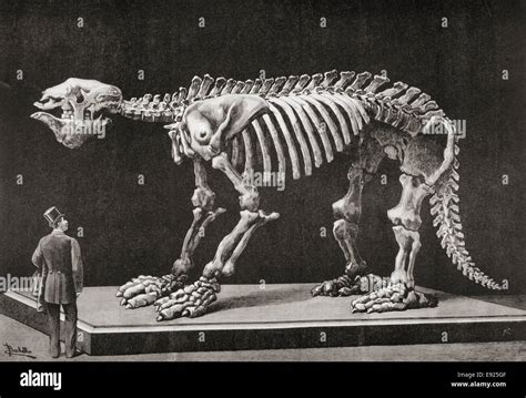 Skeleton of a Megatherium on display in the Natural Sciences Museum, Madrid in 1892 Stock Photo ...