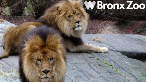 Read Real Reviews of the Bronx Zoo: See What People are Saying!